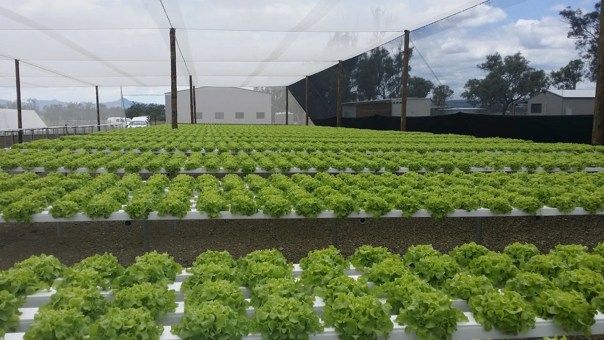 HOT Sell Rectangular NFT Hydroponics PVC Channel for Lettuce Hydroponic Growing System