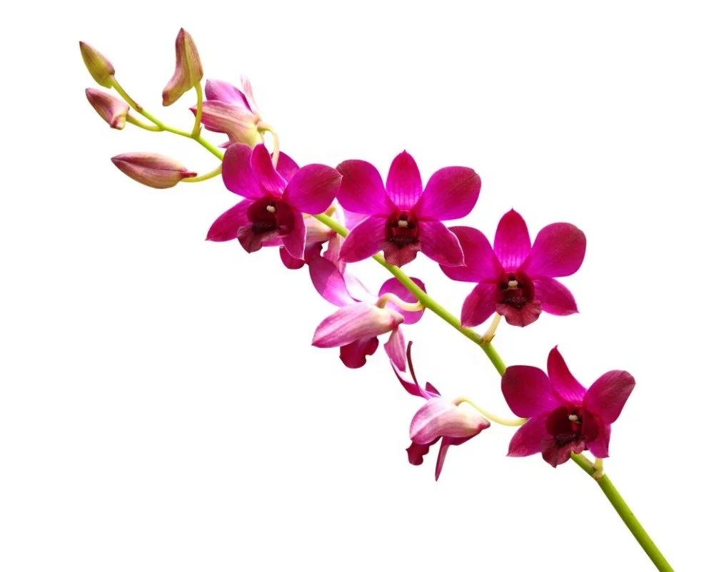 Orchid Flowers from TH;24 Purple