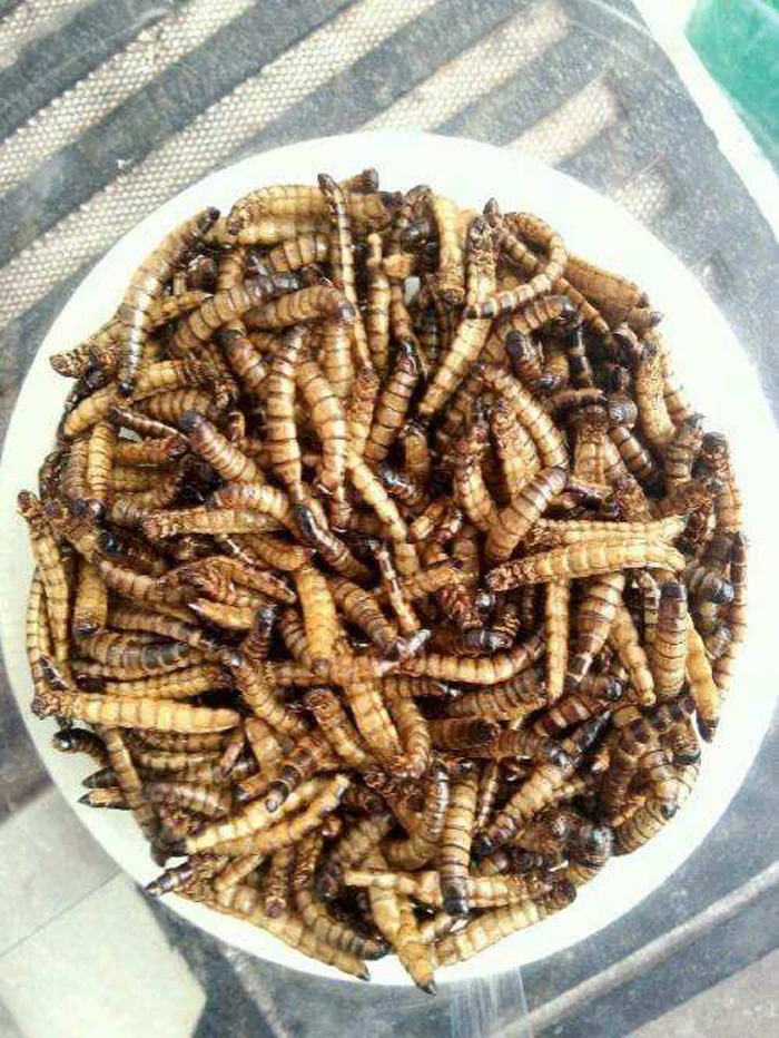 Guarantee quality dried superworms with high protein