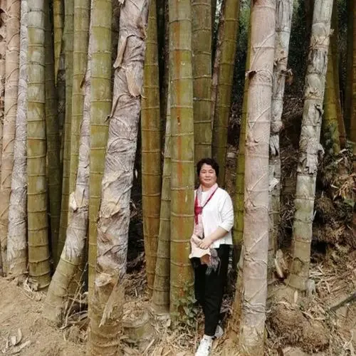 hua xian zi 2021 Limited Supply Largest Tropical Bamboo giant bamboo seeds