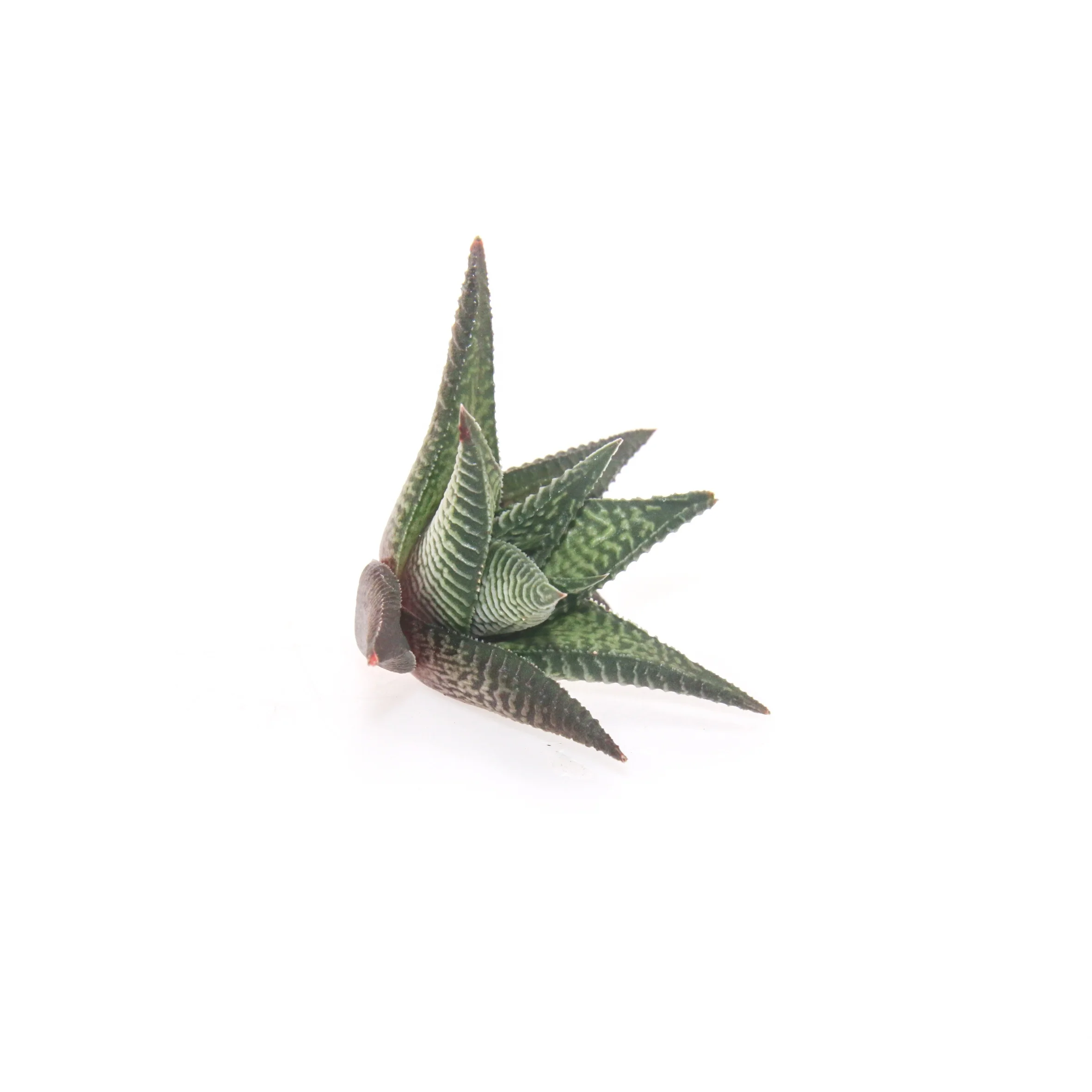  Комнатные и уличные живые суккуленты Haworthia limifolia для украшения