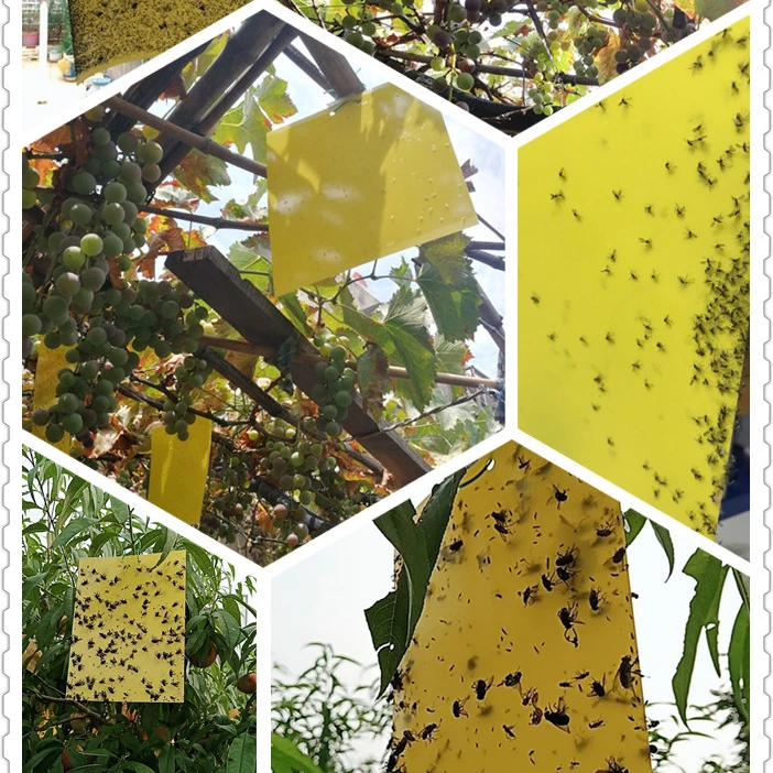 
Paper Double Yellow Insect Glue Trap, Sticky Paper Trap To Control Flying Plant Insect In Garden 