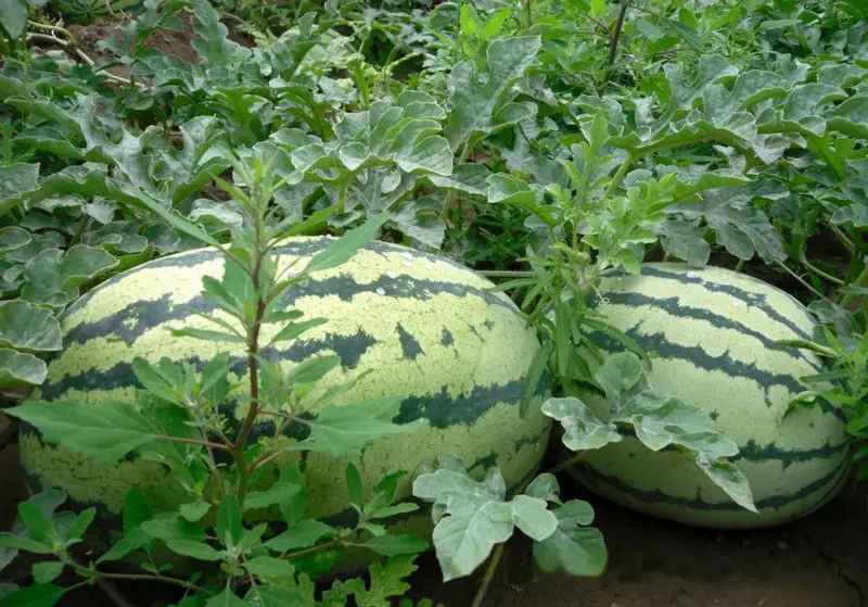 Overlord No.2 Chinese high resistance oval shape watermelon seeds
