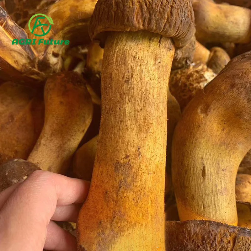 Оптовая продажа, boletus edulis, хорошее качество, свежие грибы porcini