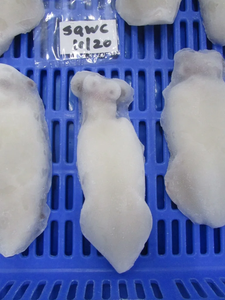 LOLIGO SQUID WHOLE CLEANED 100%  GOOD MATERIAL INDIVIDUAL FROZEN  INDIAN ORIGIN