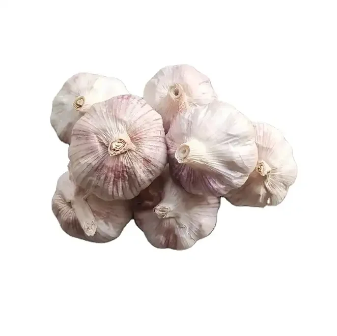 Chinese g1 garlic seeds 3p pure normal white peeled solo garlic fresh garlic mesh bag 20 kg china import in carton packing