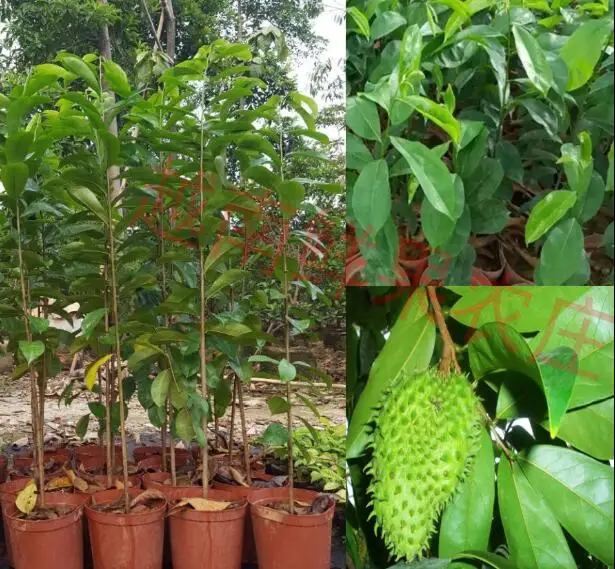 
Pure high germination Annona muricata Linn Graviola Seeds 