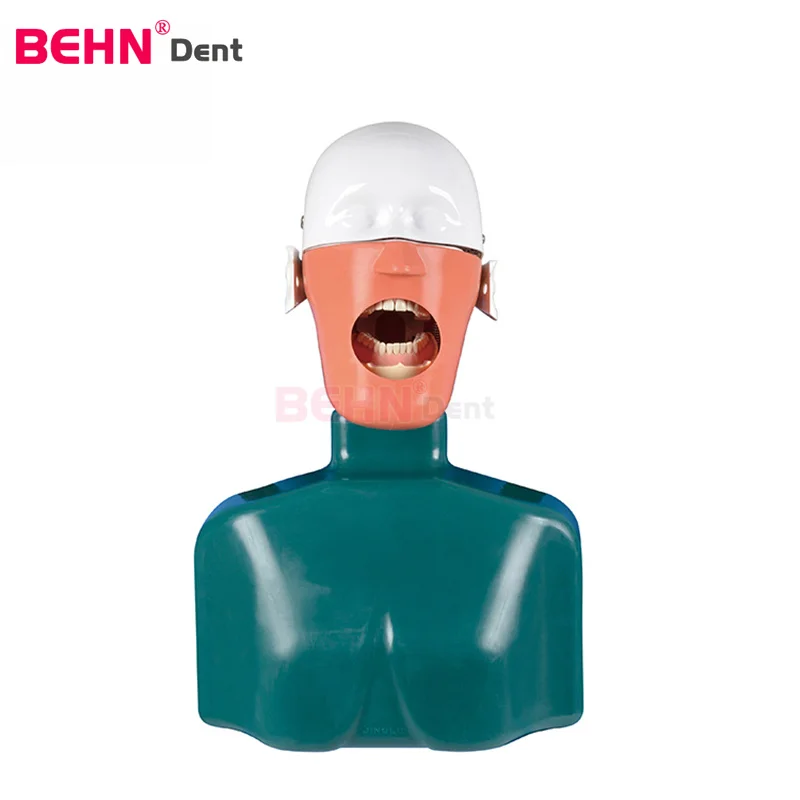 Manikin Phantom Head For Training Practice  School Teaching Oral Dental Phantom Head Dental Simulator