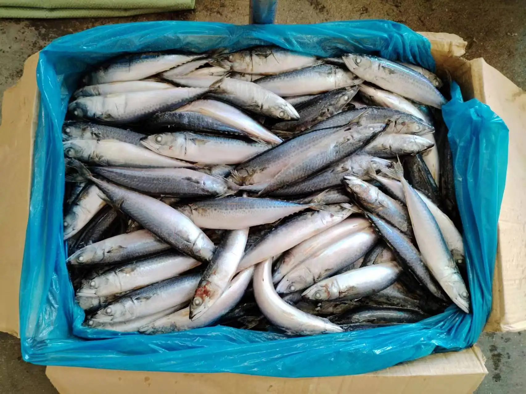 F2401 new stock frozen mackerel whole round manufacturer 100-200G SCOMBER JAPONICUS frozen pacific mackerel fish