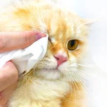 eco-friendly ecologic nature natural pet wet tissue wipes  custom batch order procurement pet wet wipes