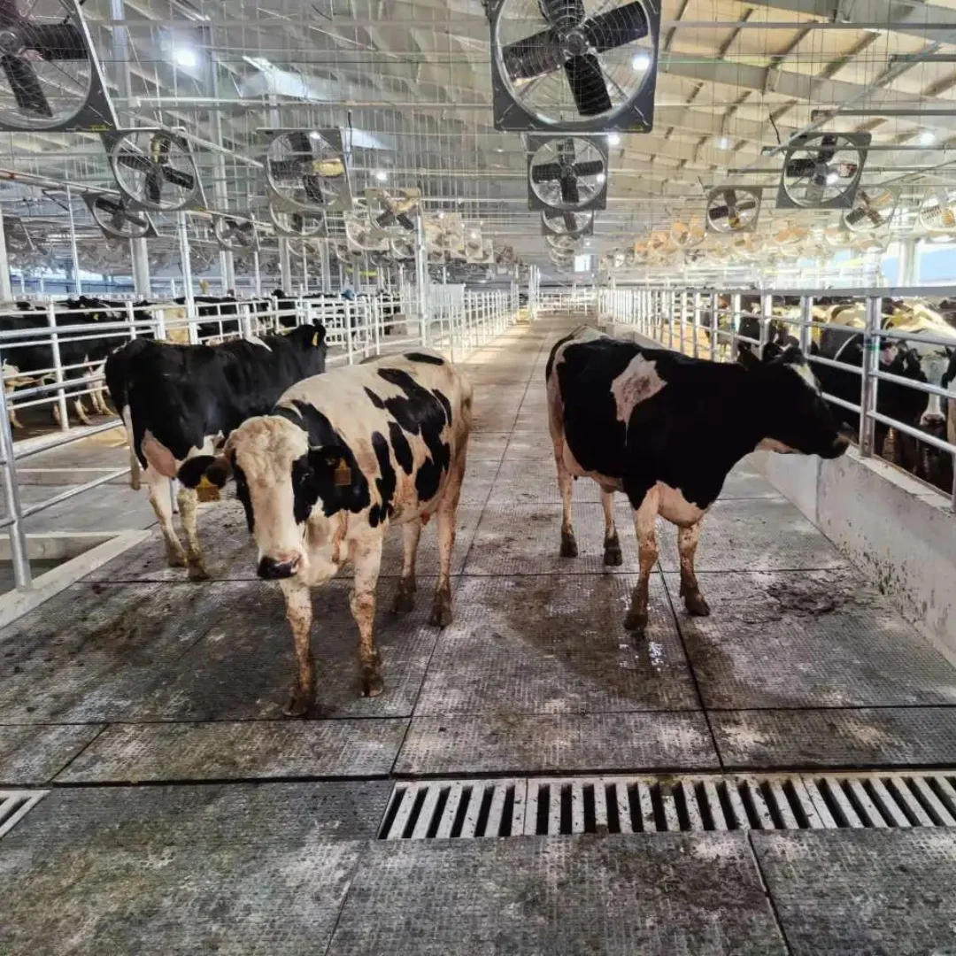 Professional Animal Husbandry Use Soft Rubber Anti-Slip Horse Stable Flooring Cow Dairy Cattle Bed Mat