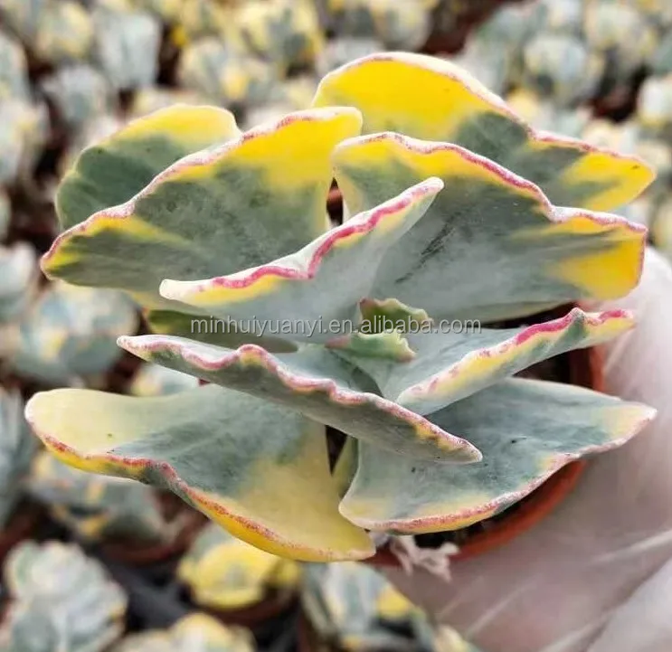  Живая суккулентная растительная котиледон. undulat Hybrid