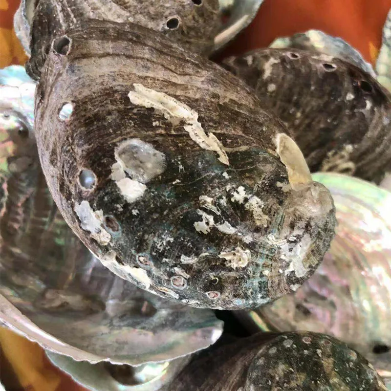 
8-9CM Hot Selling Raw Abalone Shell Natural shell DIY home decoration Handicraft decoration abalone shell 