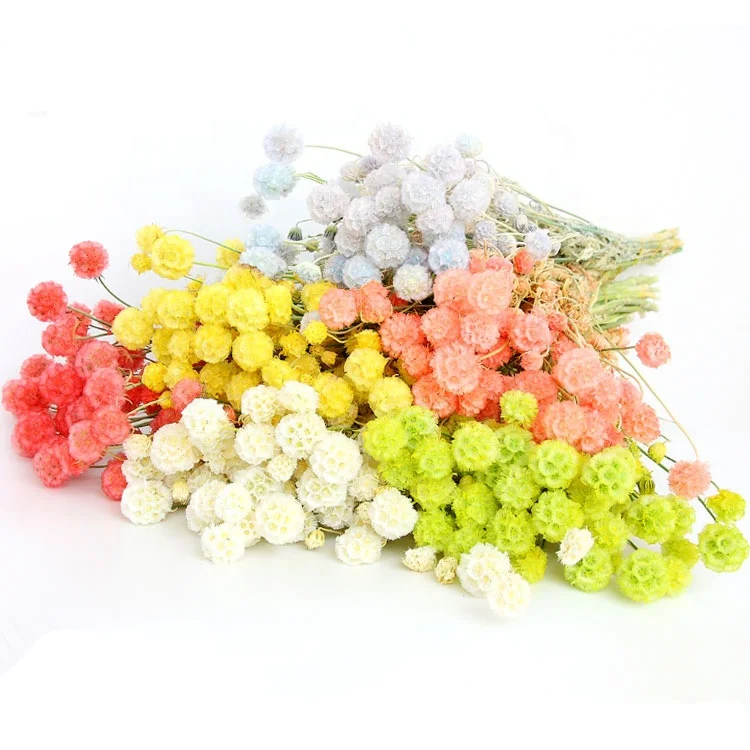 Dried flower eternal flower preservative pristimera windmill fruit preserved flower material