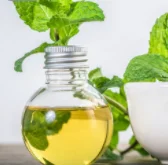 China Wholesale Peppermint  Oil Bulk Peppermint Oil