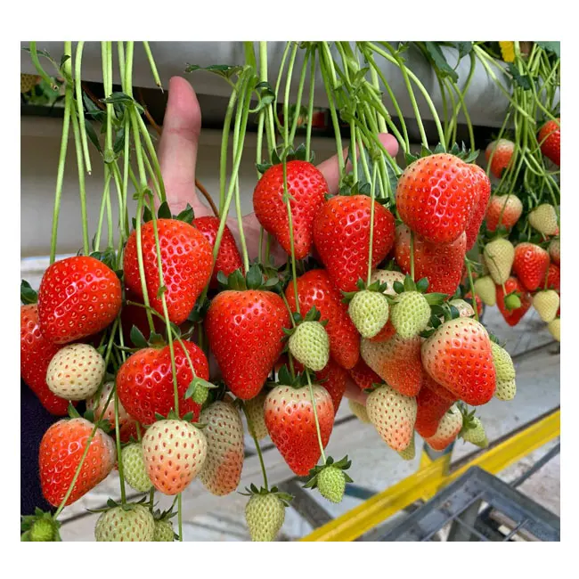 
low cost agricultural plants tunnel strawberries hydroponic growing systems strawberry greenhouse 