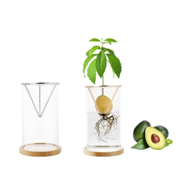 Indoor Planting Avocado Plant Growing Kits with Plant Pot and Wooden Base for Gardening Lovers