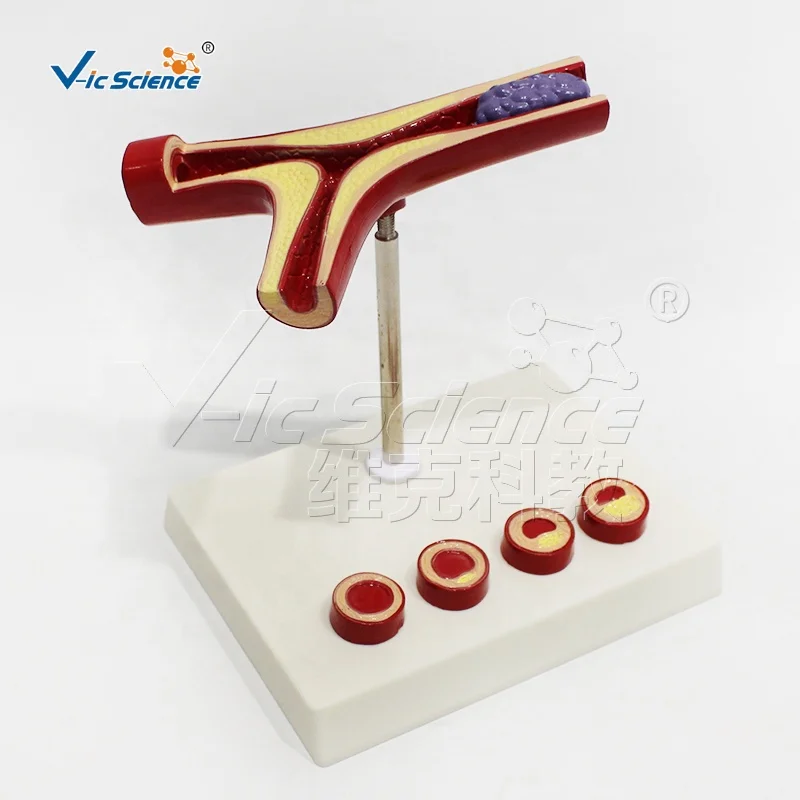 Cardiovascular model simulation teaching model medical school education