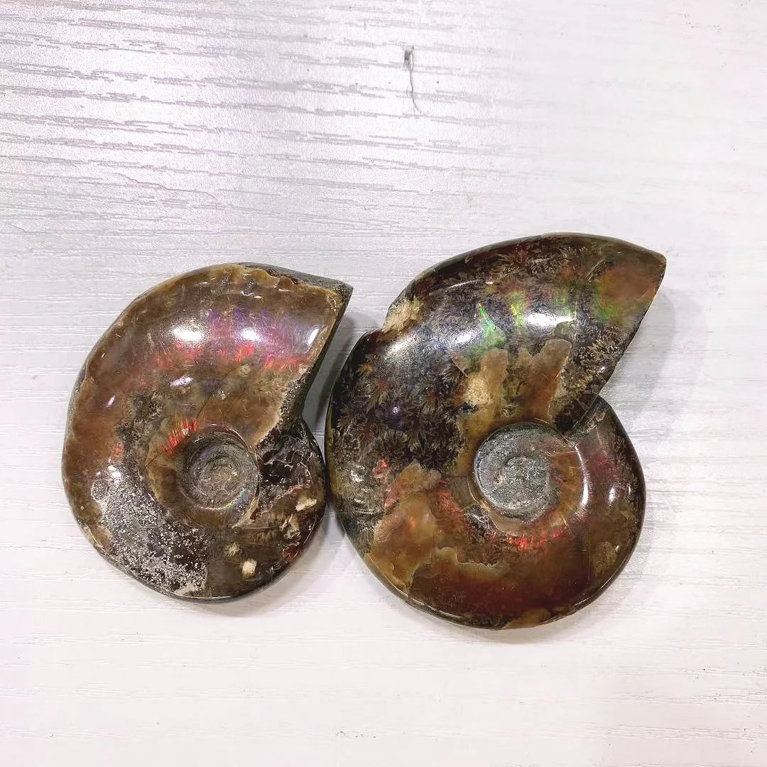 Natural Spirituality Snail Healing Stone Mineral Specimen Fossil Crafts Rainbow Conch Fossil