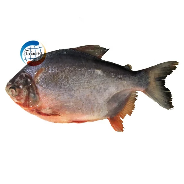 Red Pomfret (Owere) fish