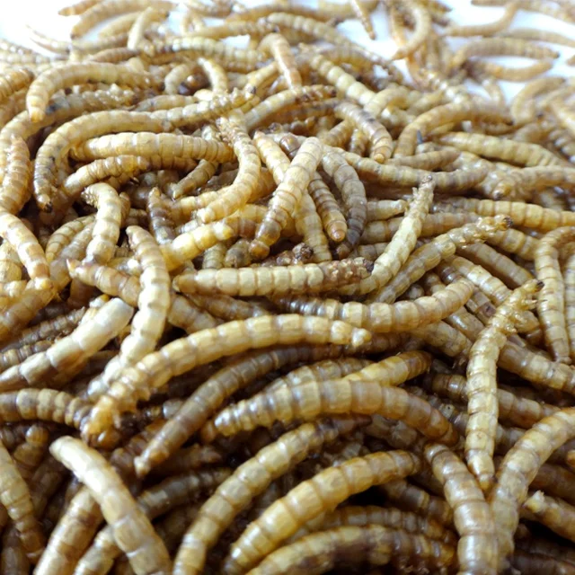 
High Quality and Eco Friendly Parrot Food Bird Food Poultry Food 100% Natural Dried Live Mealworms 