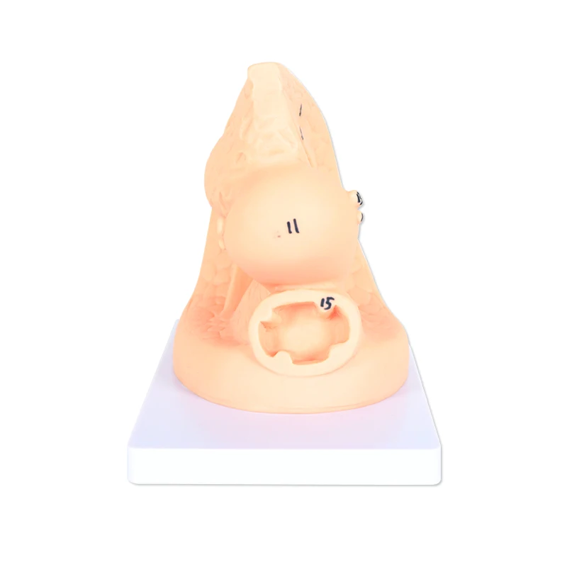 Advanced Female Internal and External Genital Organs