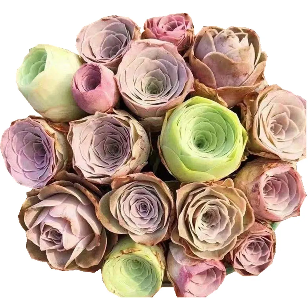 Hot selling home decoration mix colors greenovia succulent plants live with high quality