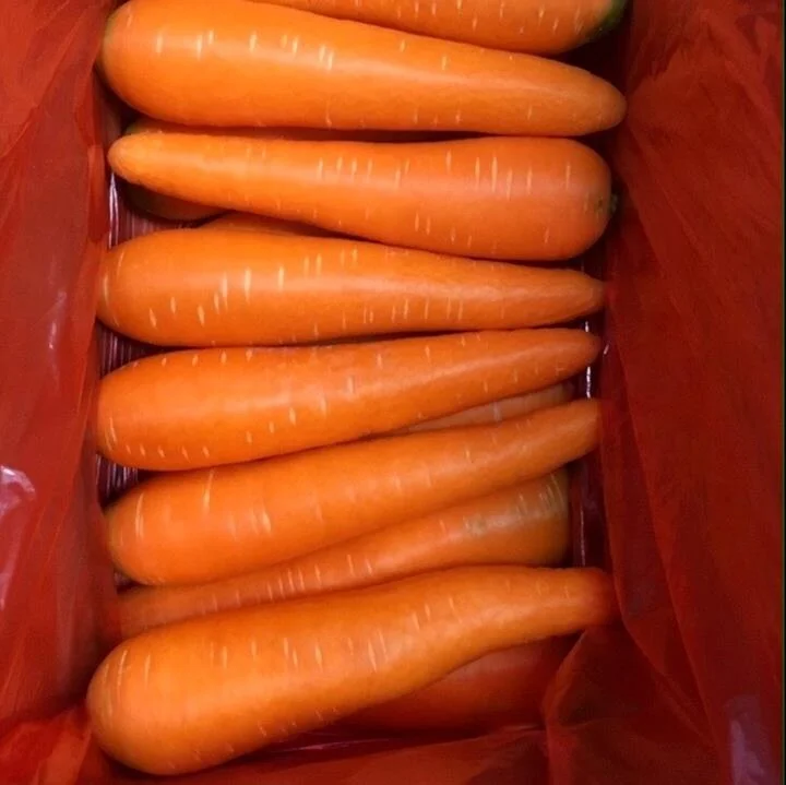 Китайская свежая Сладкая морковка, низкая цена, оптовая продажа