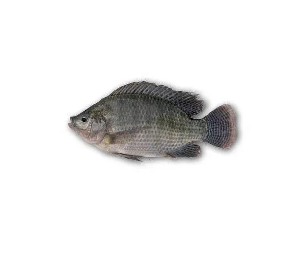 FROZEN BLACK TILAPIA/RED TILAPIA FISH WHOLE ROUND