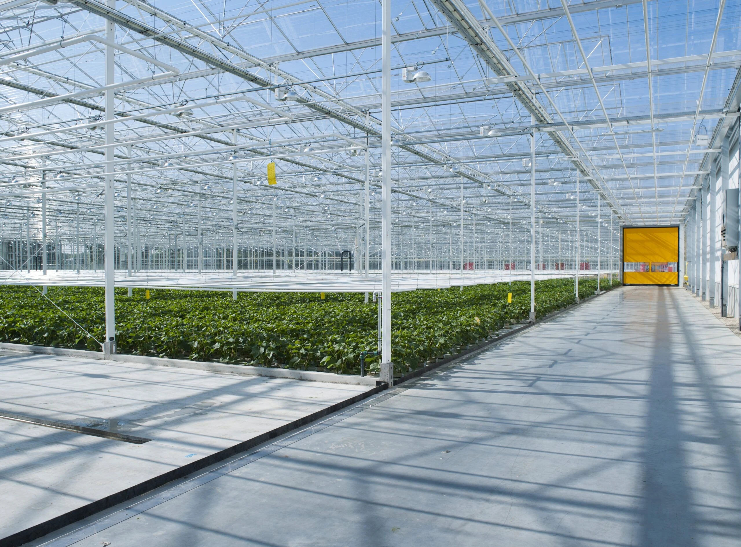 Chinese Agricultural Greenhouse Multi-Span Garden Glass Greenhouse