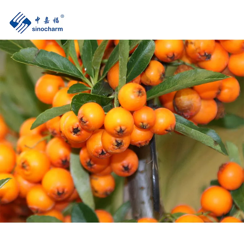 Sinocharm 10mm IQF Berries Fruit Factory Price 10kg Bulk Whole Frozen Sea Buckthorn with BRC A Certified