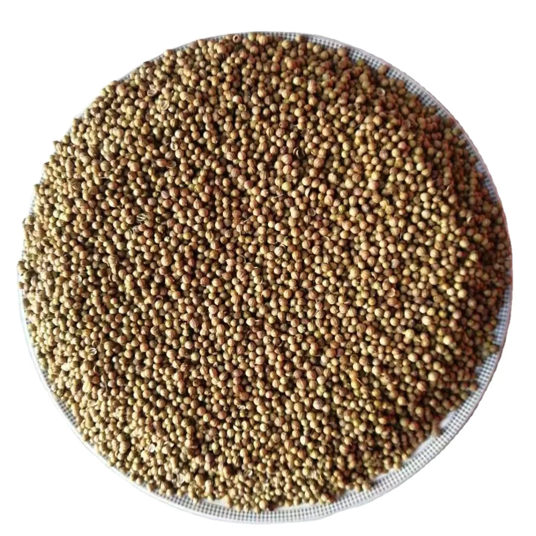 High quality healthy raw material Coriander seeds natural flavor fresh fragrance for stew meat