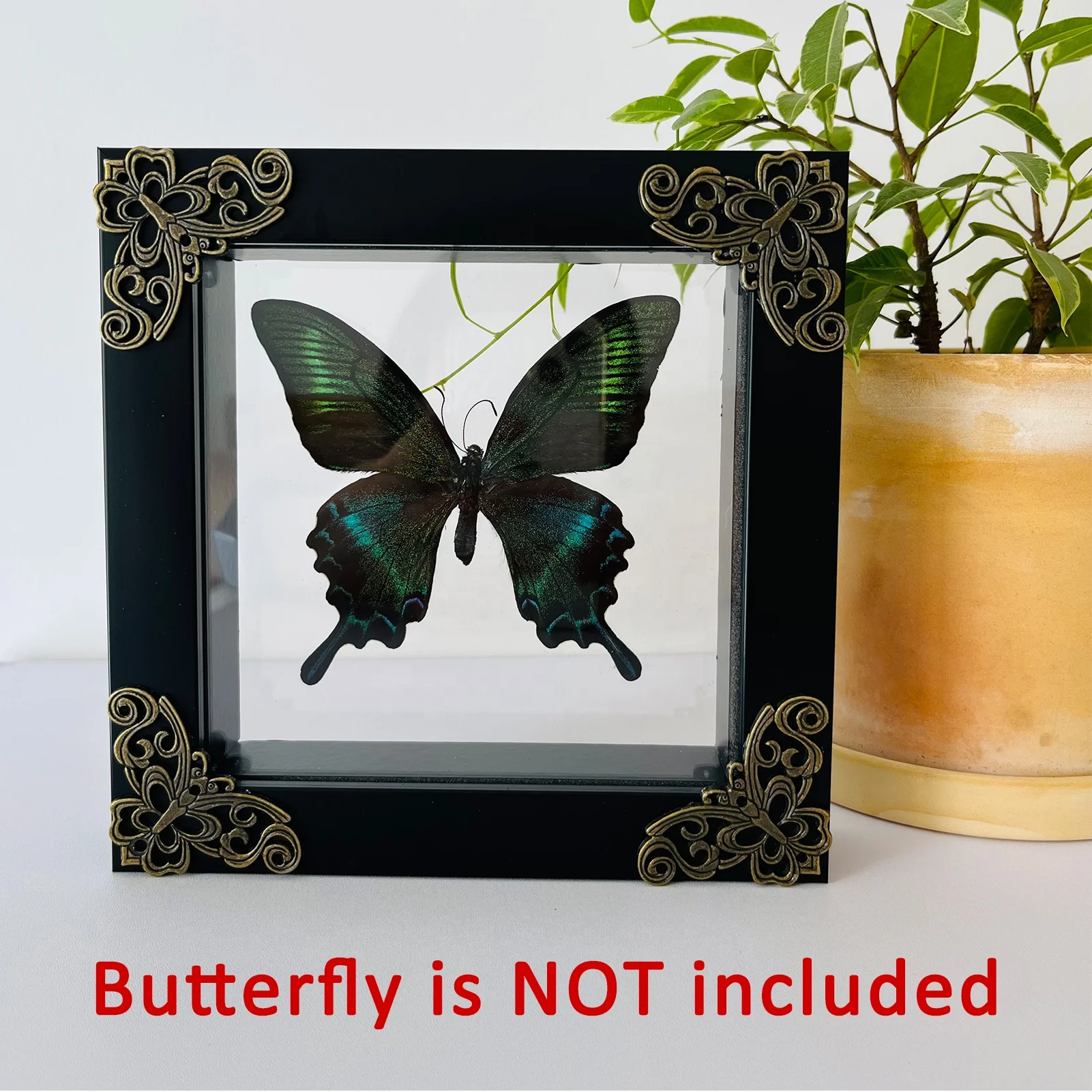 Insect Display Case Butterfly Shadow Box with Top Eva Foam Insect Display Box Butterfly Display Insect Pinning Kit Butterfly Box