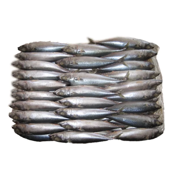 Замороженная скумбрия, цены, Тихоокеанская скумбрия, научное название рыбы скумбрия