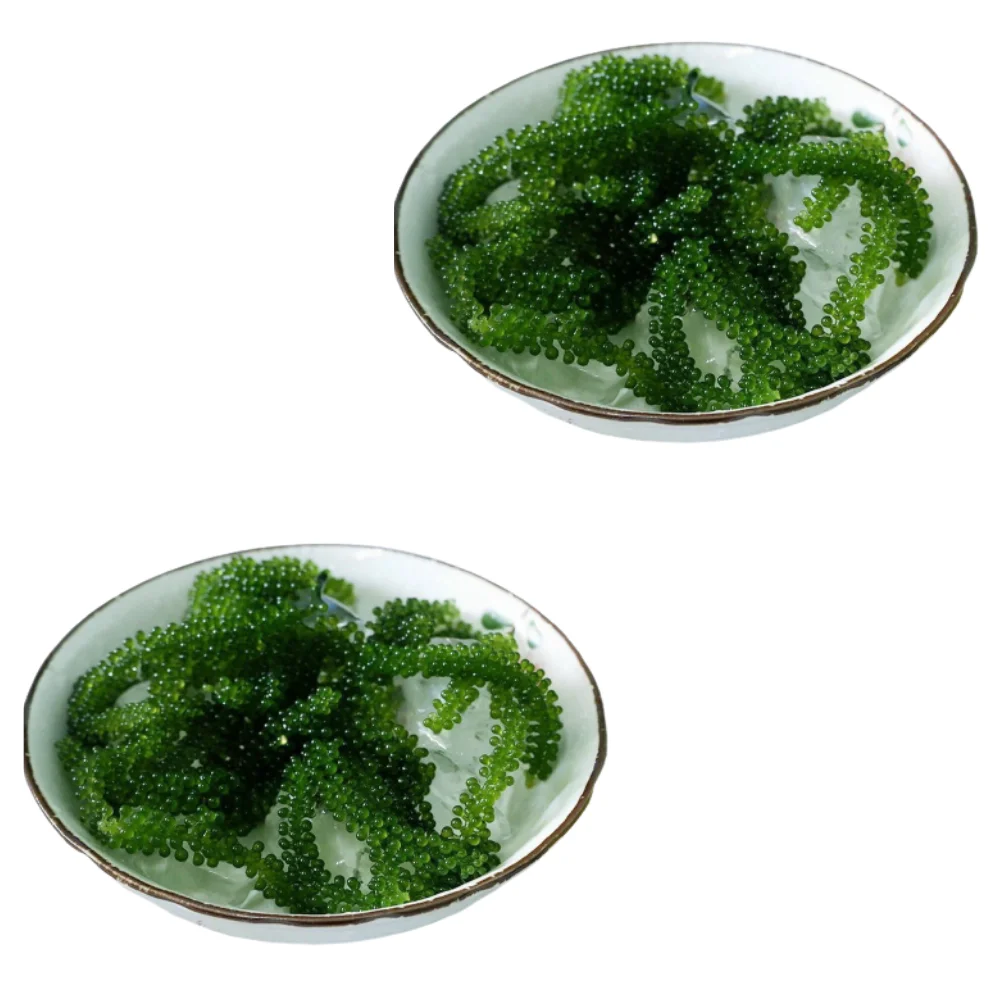 100% Wild Craft Sea Grapes Nori Salted Seaweed Seafood Haccp Certified Fast Delivery Halal Certified Packaging Vietnam