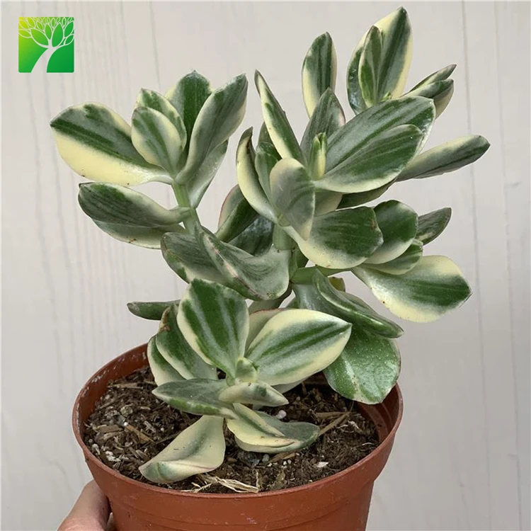 
 Оптовая продажа, редкие разнообразные живые суккуленты, растения Crassula rogersii Variegata  