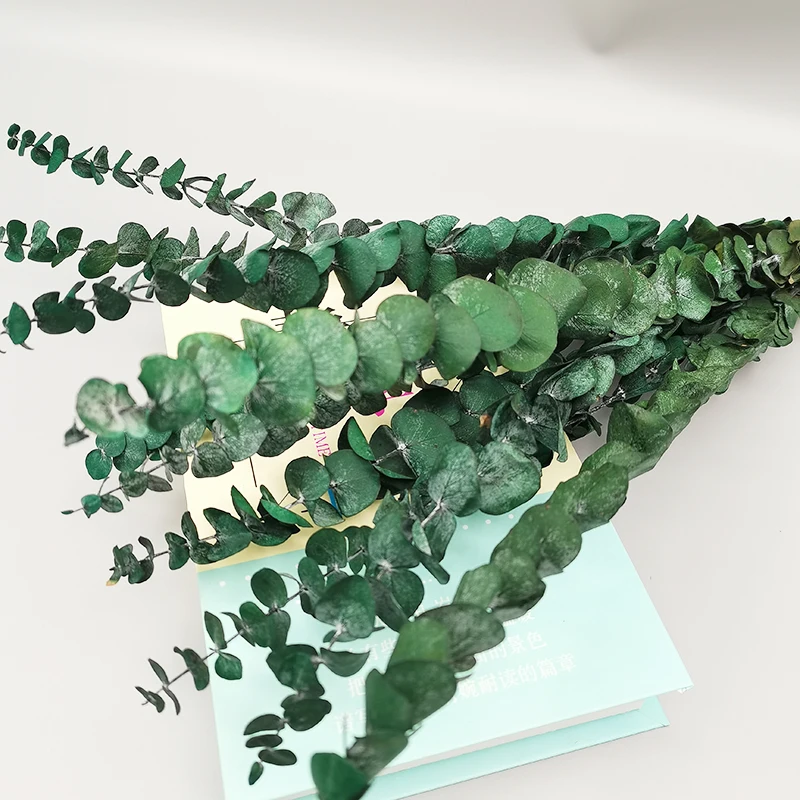 Hot Sales Preserved Dried Real Eternal Flower and Plants Preserved Fresh Leaves Eucalyptus Garland Eucalyptus Leaves Natural