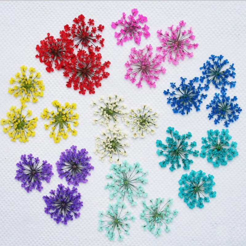 
12 color real flowers embossed small dry flowers scrapbook dry DIY reserved flower decoration household mini bleemen flos secas 