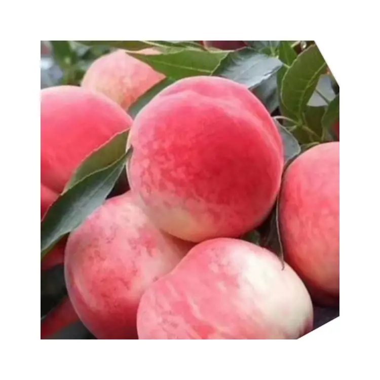 Профессиональное производство продажа Пекин № 7 сладкие свежие персики