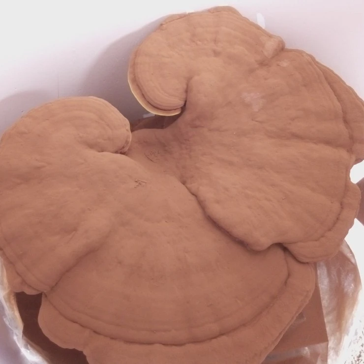Wholesale Reishi Mushroom Powder Ganoderma Lucidum Spore Reishi Mushroom Powder Capsules