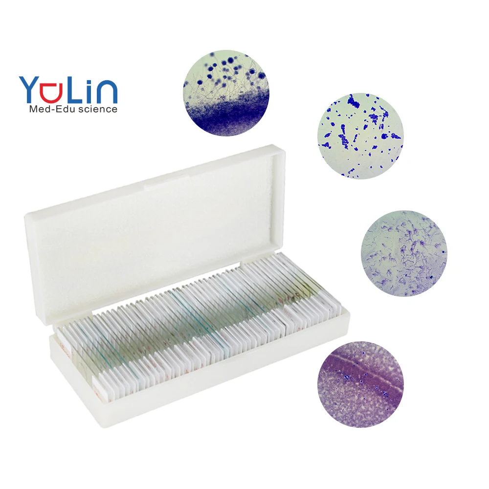 Medical Science Microorganism Microscope Slides Microbiology Prepared Slide Clear Imaging Microscope Slide 50 pieces
