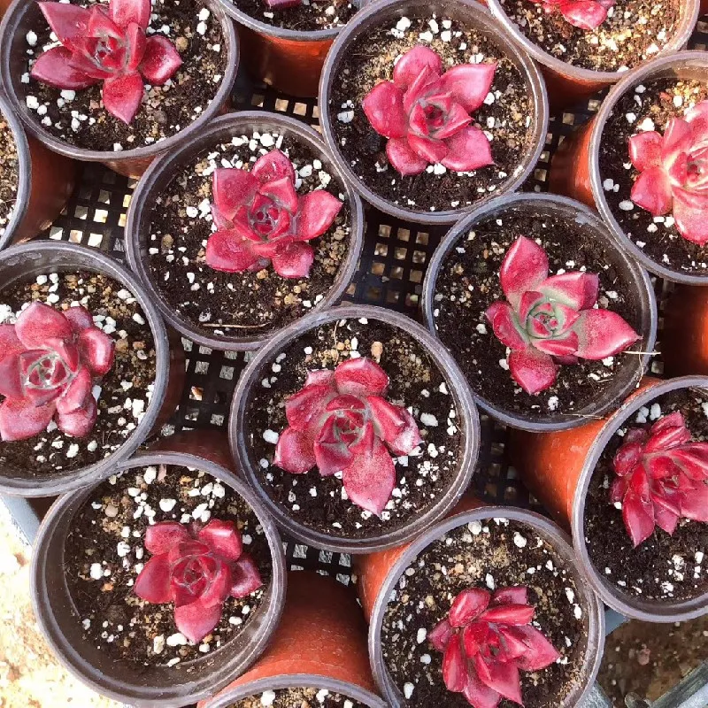  Живые суккуленты 1 97 дюймов Echeveria agavoides v Romeo Rubin натуральное растение оптовая продажа для детского
