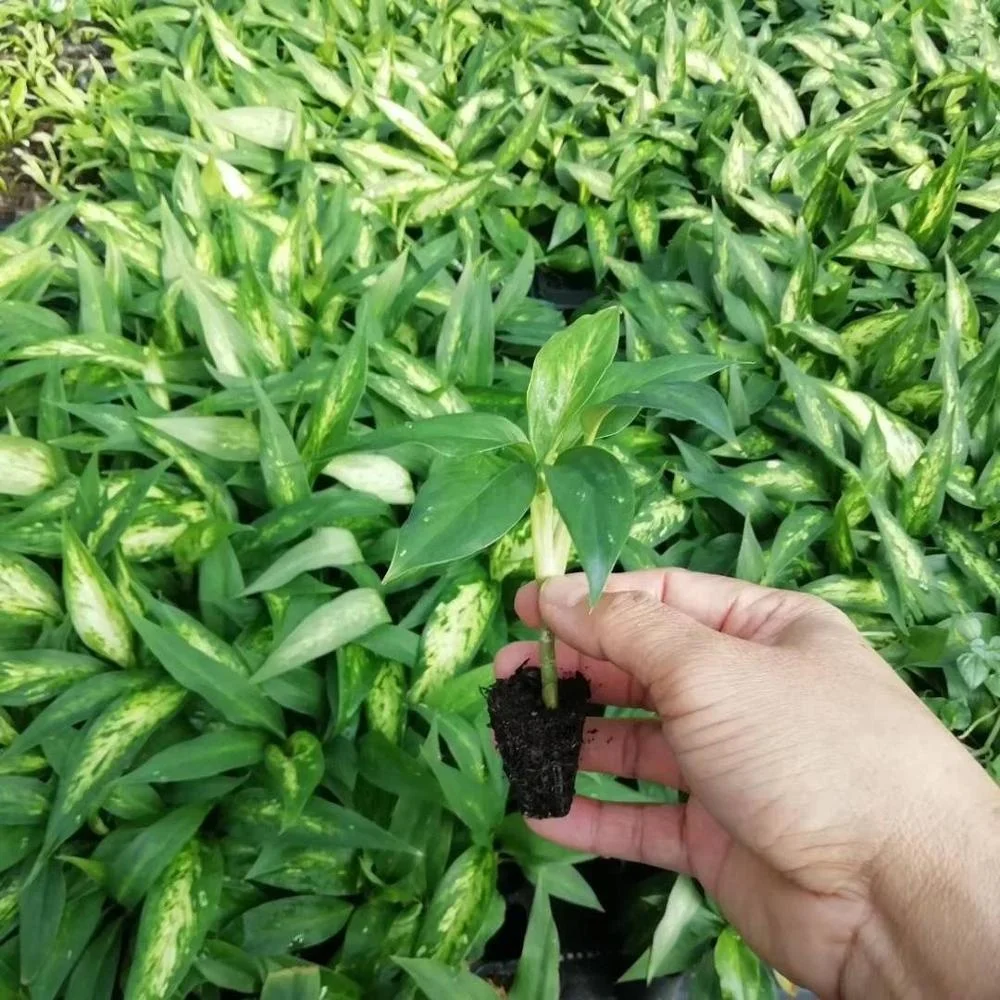 Культура ткани рассада золотой камень