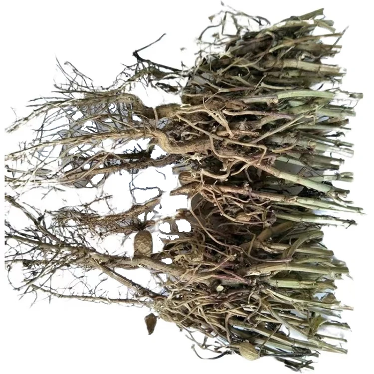 Фермер производит арахис, сухой корень арахиса Huashenggen