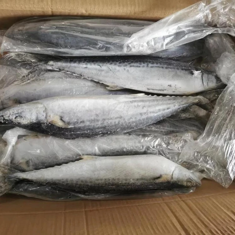 Spanish Horse Mackerel Price Fresh Catch Mackerel Fish Frozen