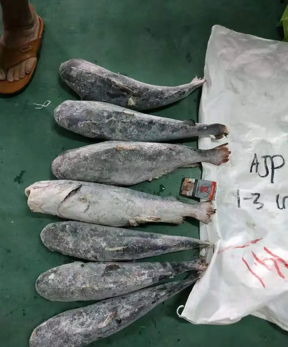 
Good Sale Indonesia Origin Seafood Frozen Sea Catfish 