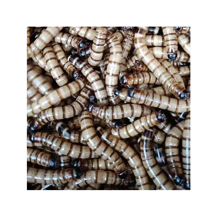 Animal Feed Dried superworm for wild bird and natural dry eco-friendly pet food