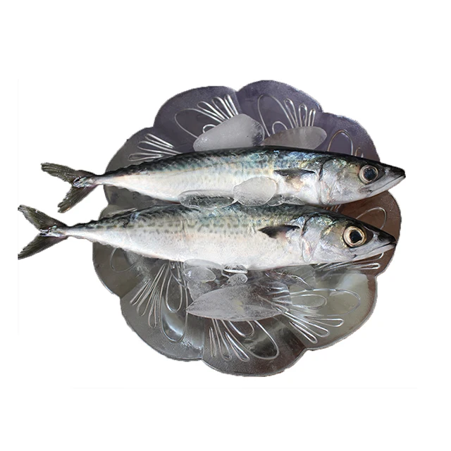 300 - 500g Fresh Sea Food Pacific Mackerel Fish Frozen