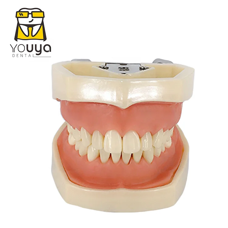 Human Anatomy 4 Times Medical Training Molar Pathology Teaching Nursing Care Model