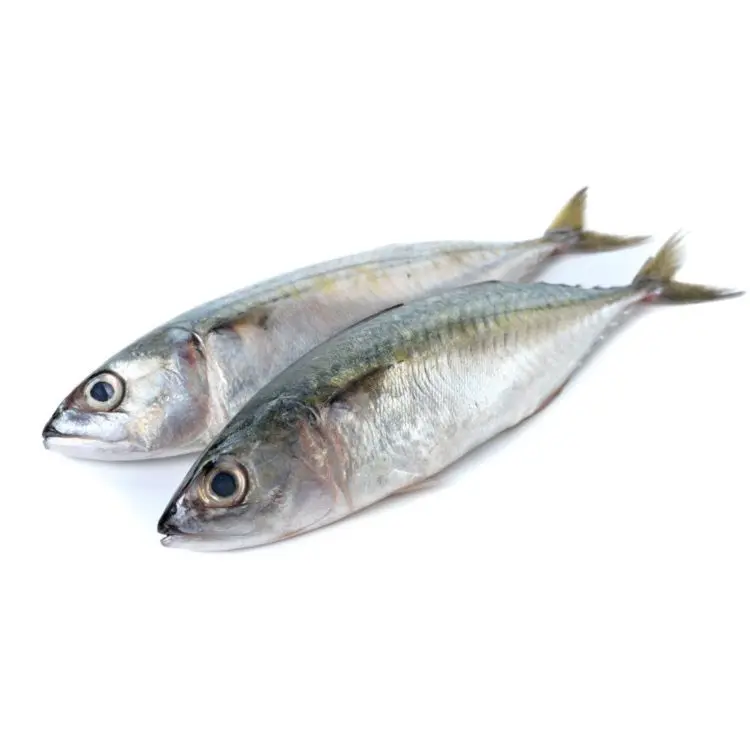 Hot sale frozen indian mackerel fish with fish market whole round for family dining